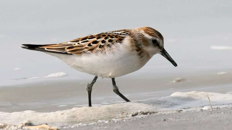 Image of Little Stint