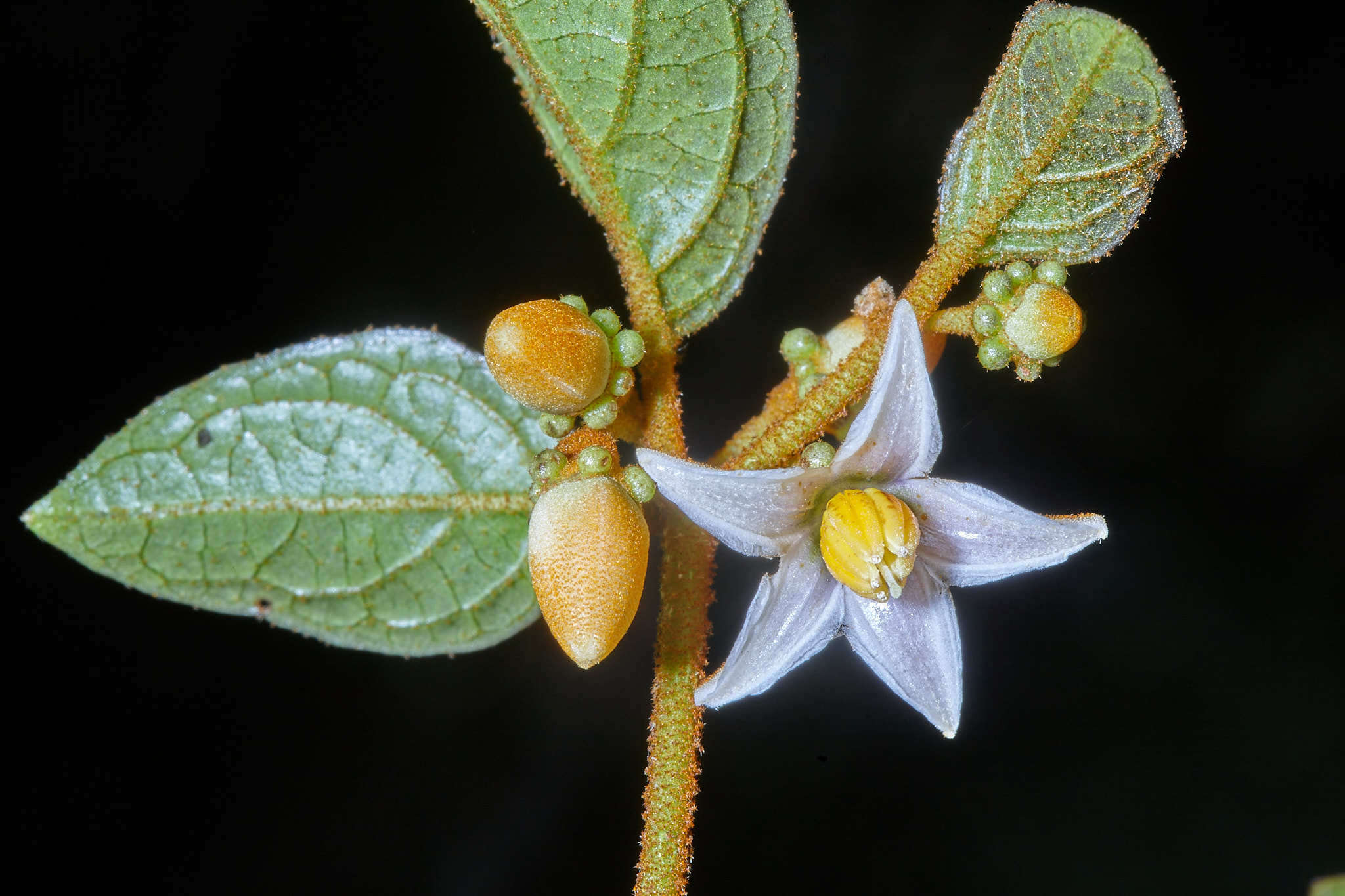 Image of Lycianthes ocellata (J. D. Sm.) Morton & Standl.