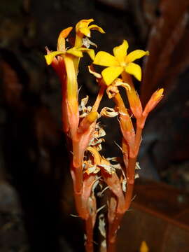 Image of Voyria aurantiaca Splitg.