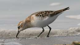 Plancia ëd Calidris minuta (Leisler 1812)