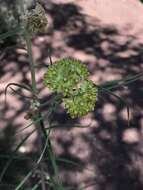 Image de Asclepias rusbyi (Vail) R. E. Woodson