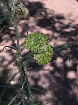 Image de Asclepias rusbyi (Vail) R. E. Woodson