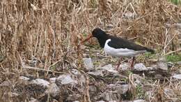 Image of oystercatcher, eurasian oystercatcher