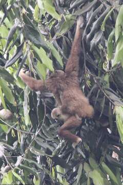 Image of Sumatran lar gibbon