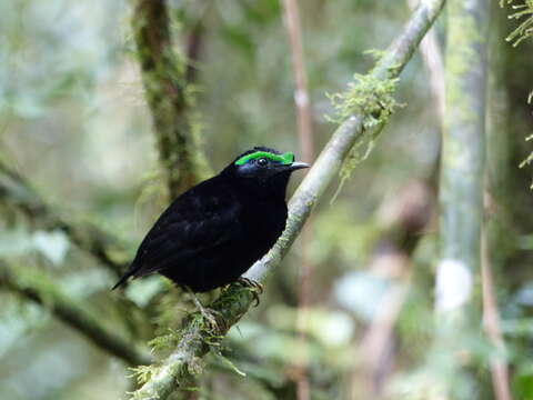 Image of Philepitta Geoffroy Saint-Hilaire & I 1838