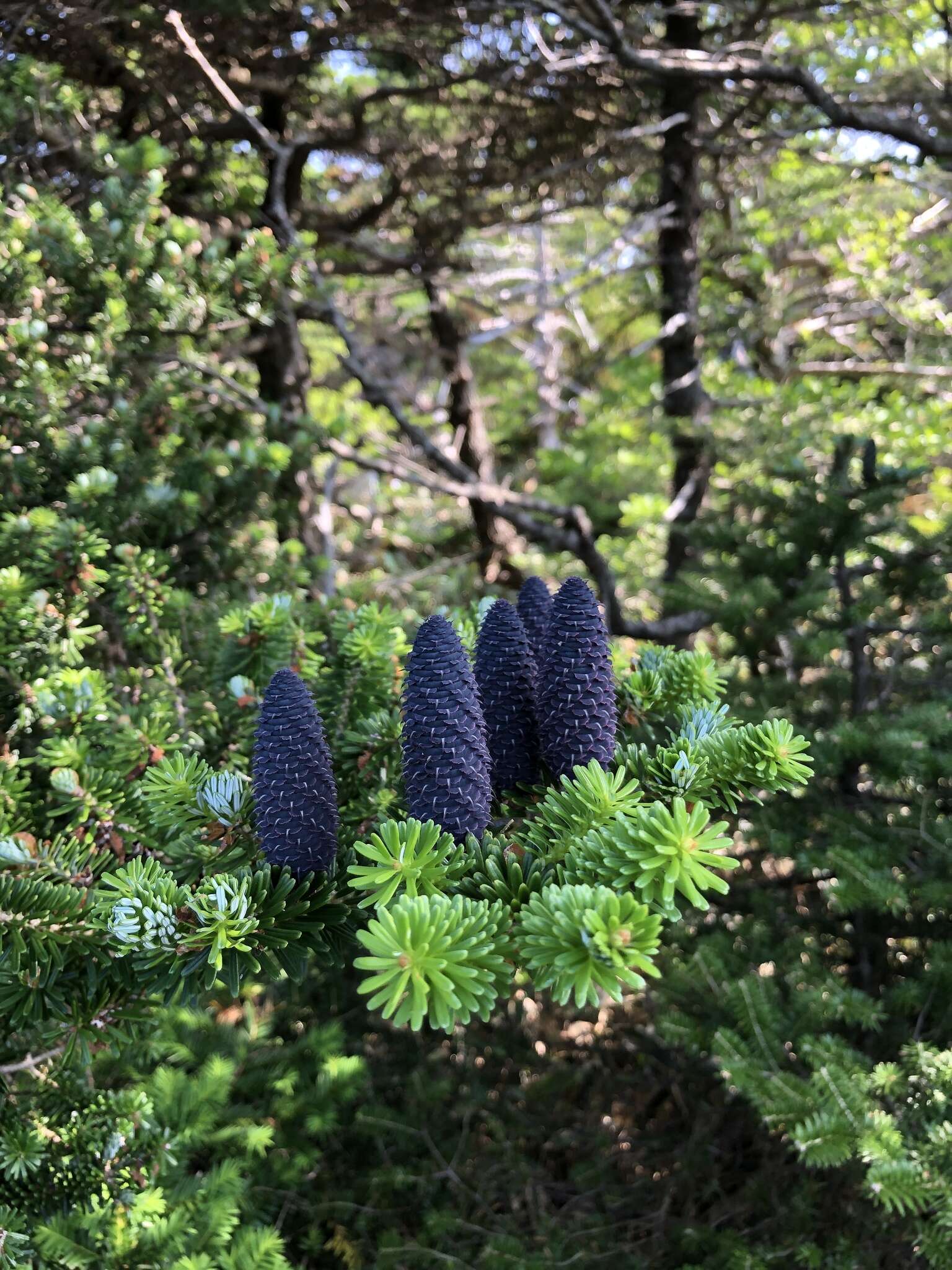 Image of Korean Fir