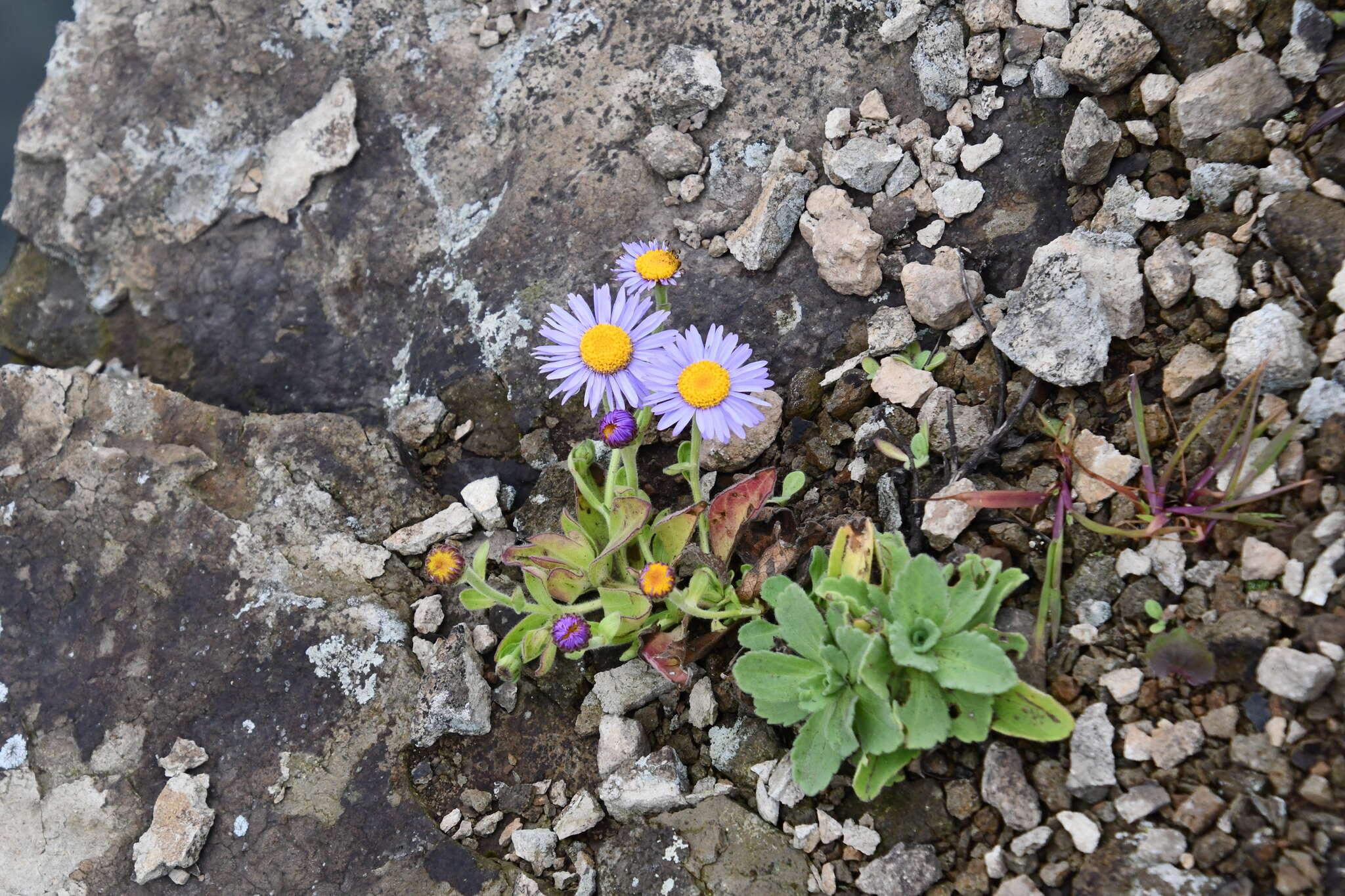 Imagem de Aster spathulifolius Maxim.