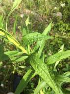 Image of Solidago brendae Semple