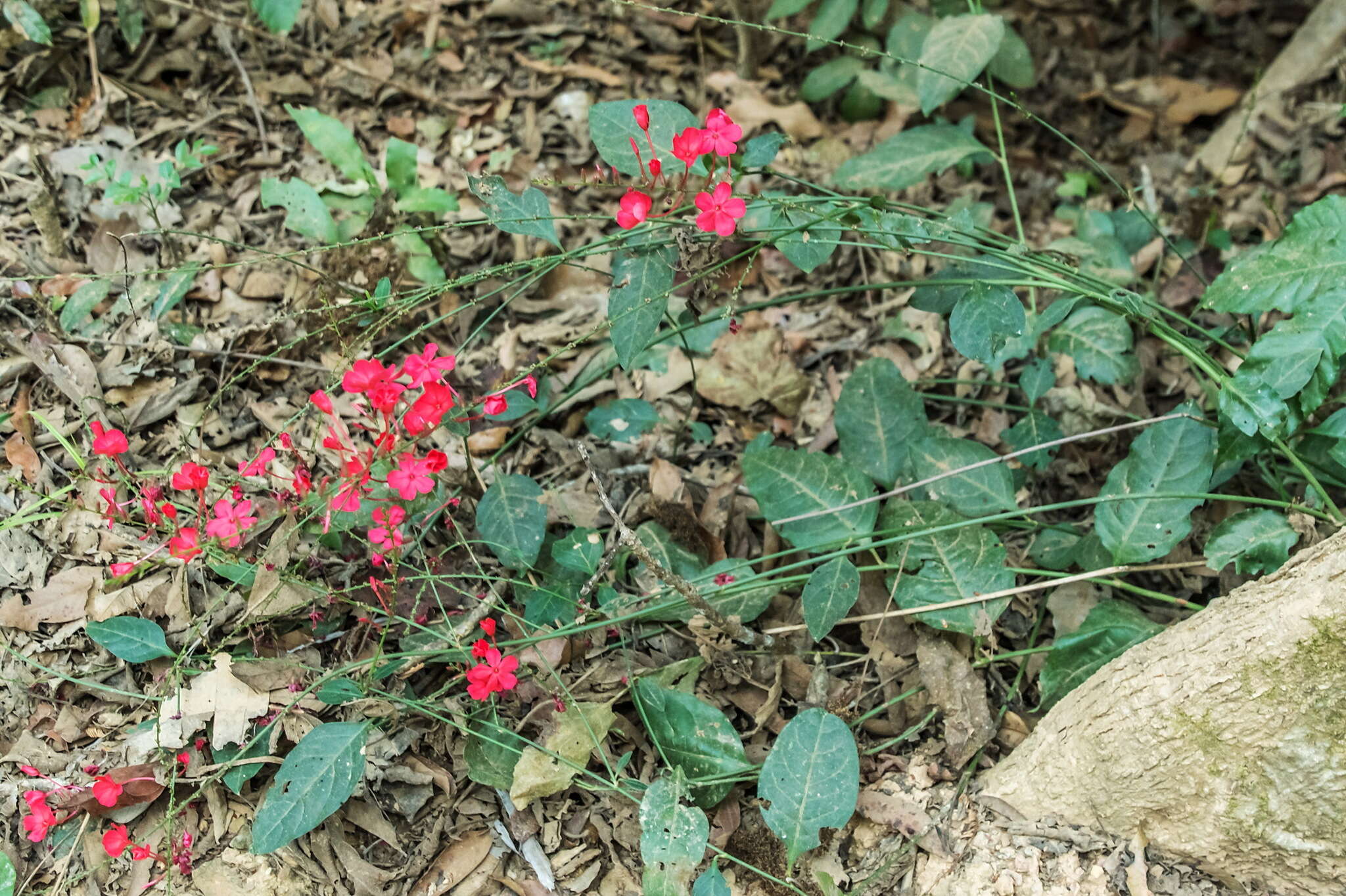 Imagem de Plumbago indica L.