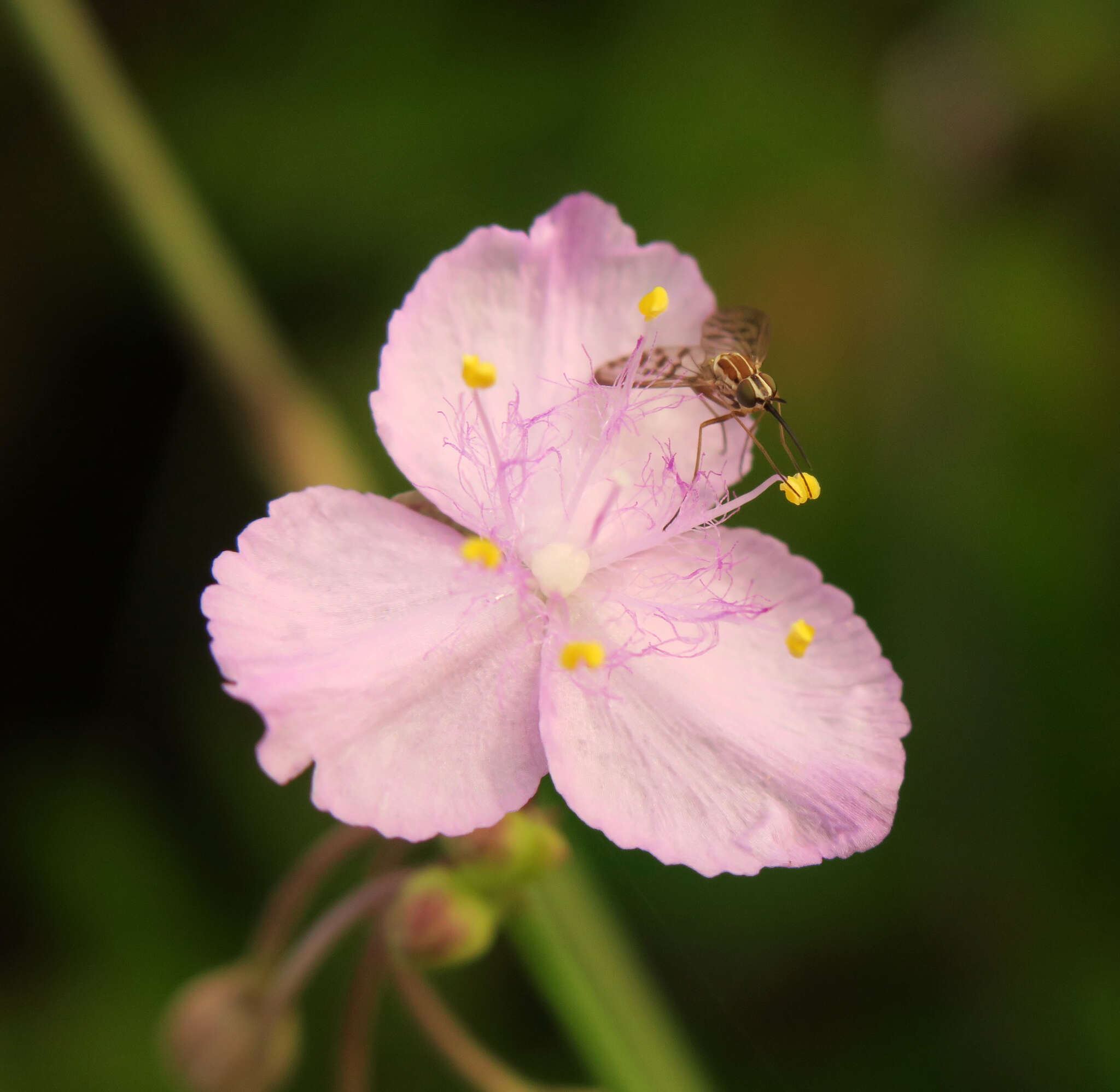 Imagem de Poecilognathus punctipennis (Walker 1849)