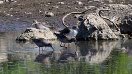 Image of Spotted Redshank