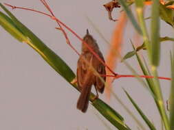 Image of Prinia flavicans flavicans (Vieillot 1821)