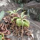 Image of Sonchus ustulatus subsp. ustulatus