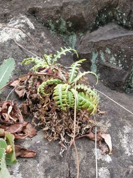 Image of Sonchus ustulatus subsp. ustulatus