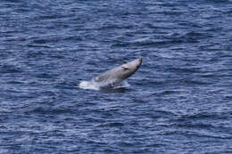 Image of Gervais' Beaked Whale