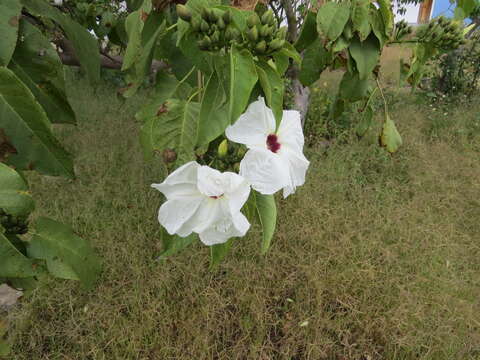 Plancia ëd Ipomoea pauciflora Mart. & Gal.