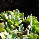 Image of Crassula arborescens subsp. undulatifolia Tölken