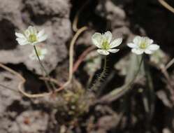 Imagem de Platystigma linearis Benth.