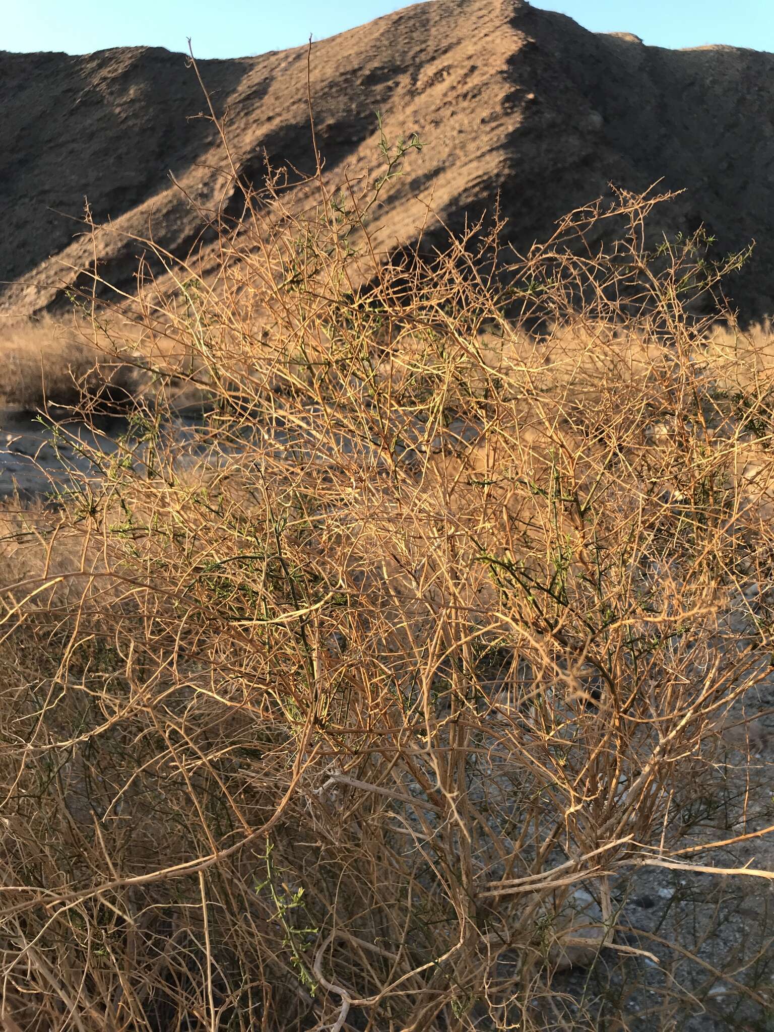 Image of Ambrosia salsola var. salsola