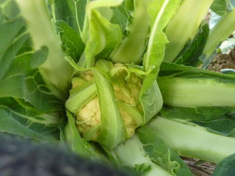 Image of broccoli