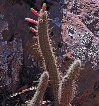 Image of Cleistocactus smaragdiflorus (F. A. C. Weber) Britton & Rose