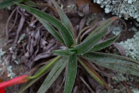 Image of Barbacenia tomentosa Mart.