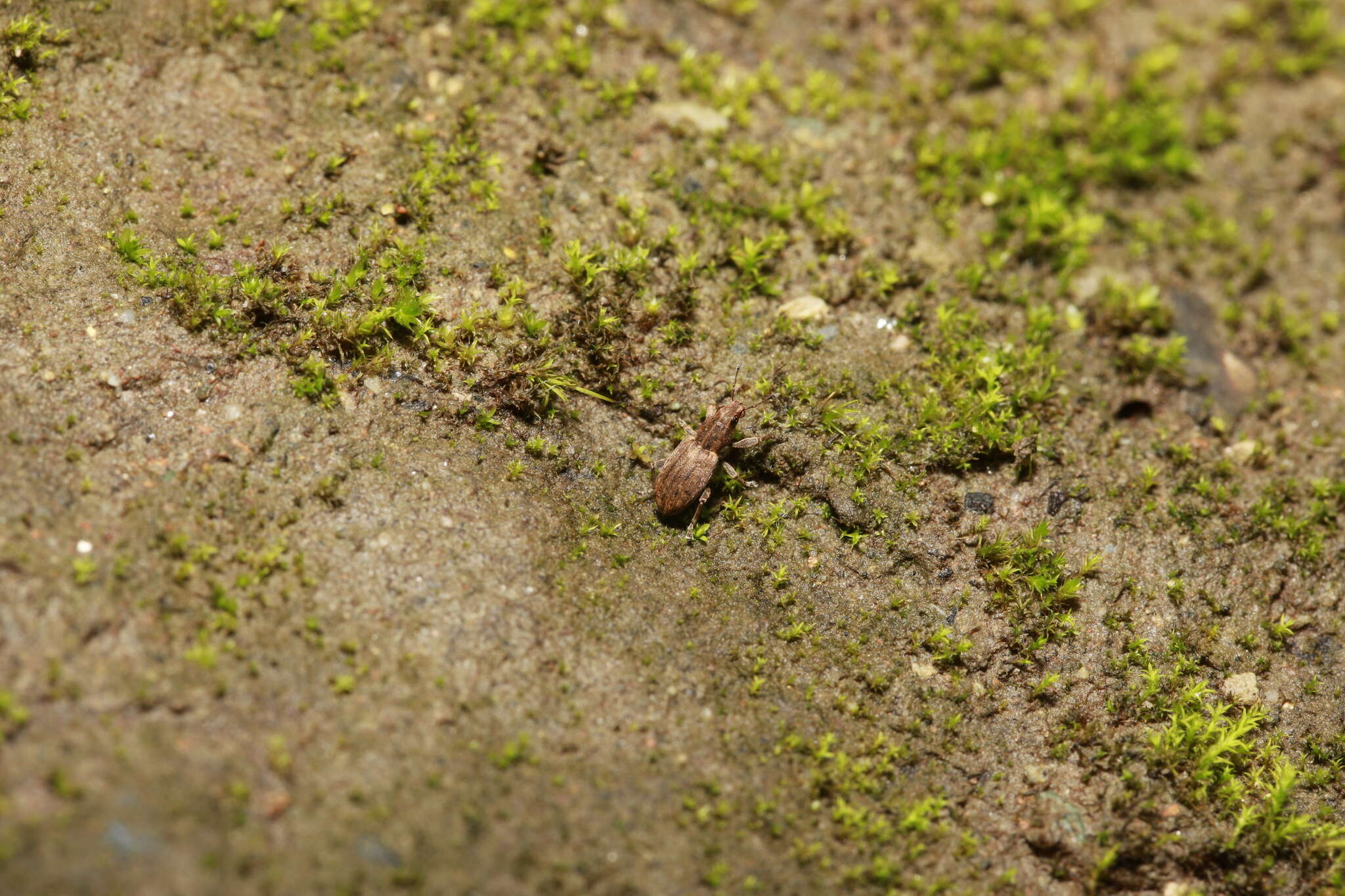 Image of Clover Root Weevil