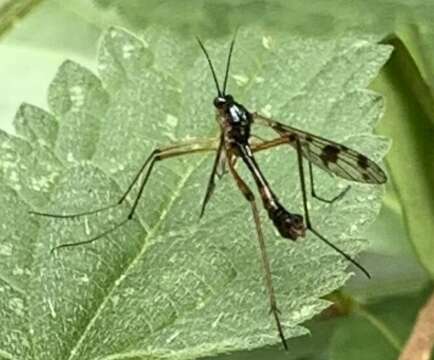 Image of Ptychoptera contaminata (Linnaeus 1758)