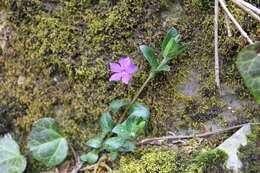 Image of Vinca major subsp. hirsuta (Boiss.) Stearn