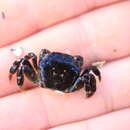 Image of Hemigrapsus nudus (Dana 1851)