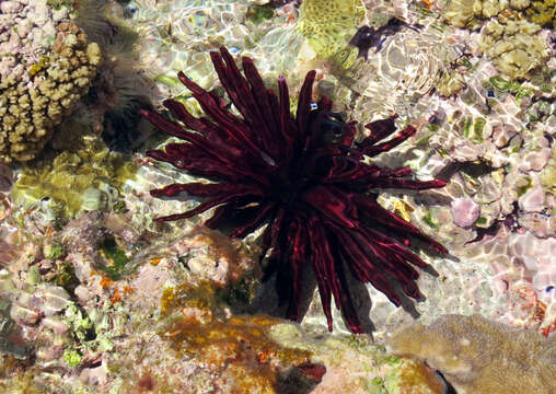 Image of Red pencil urchin