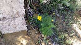 Image de Coreopsis maritima (Nutt.) Hook. fil.