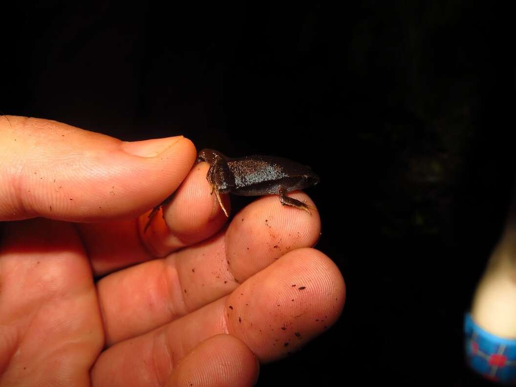 Image of Southern Narrow-mouthed Toad