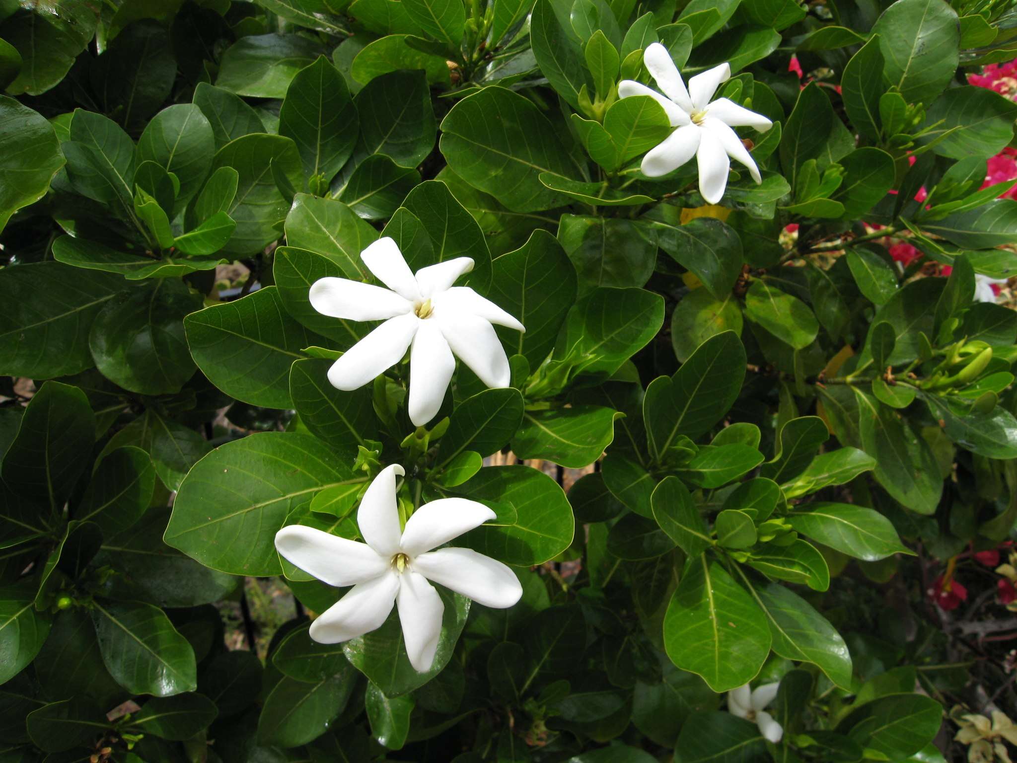 Image de Tiaré tahiti