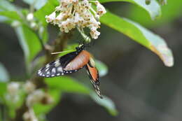 Image of Hyalyris excelsa decumana Godman & Salvin 1879