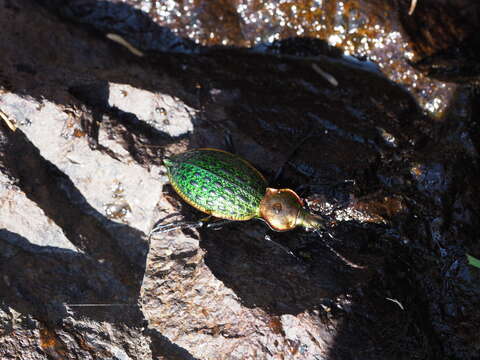 Image of Carabus (Coptolabrus) lafossei Feisthamel 1845