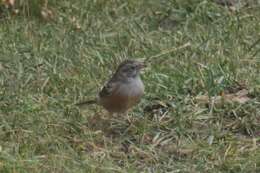 Image of Godlewski's Bunting