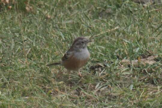 Image of Godlewski's Bunting