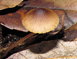 Image of Golden-edge Bonnet