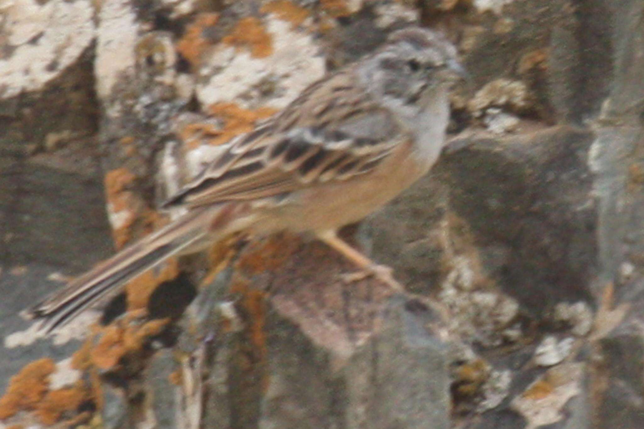 Image of Godlewski's Bunting