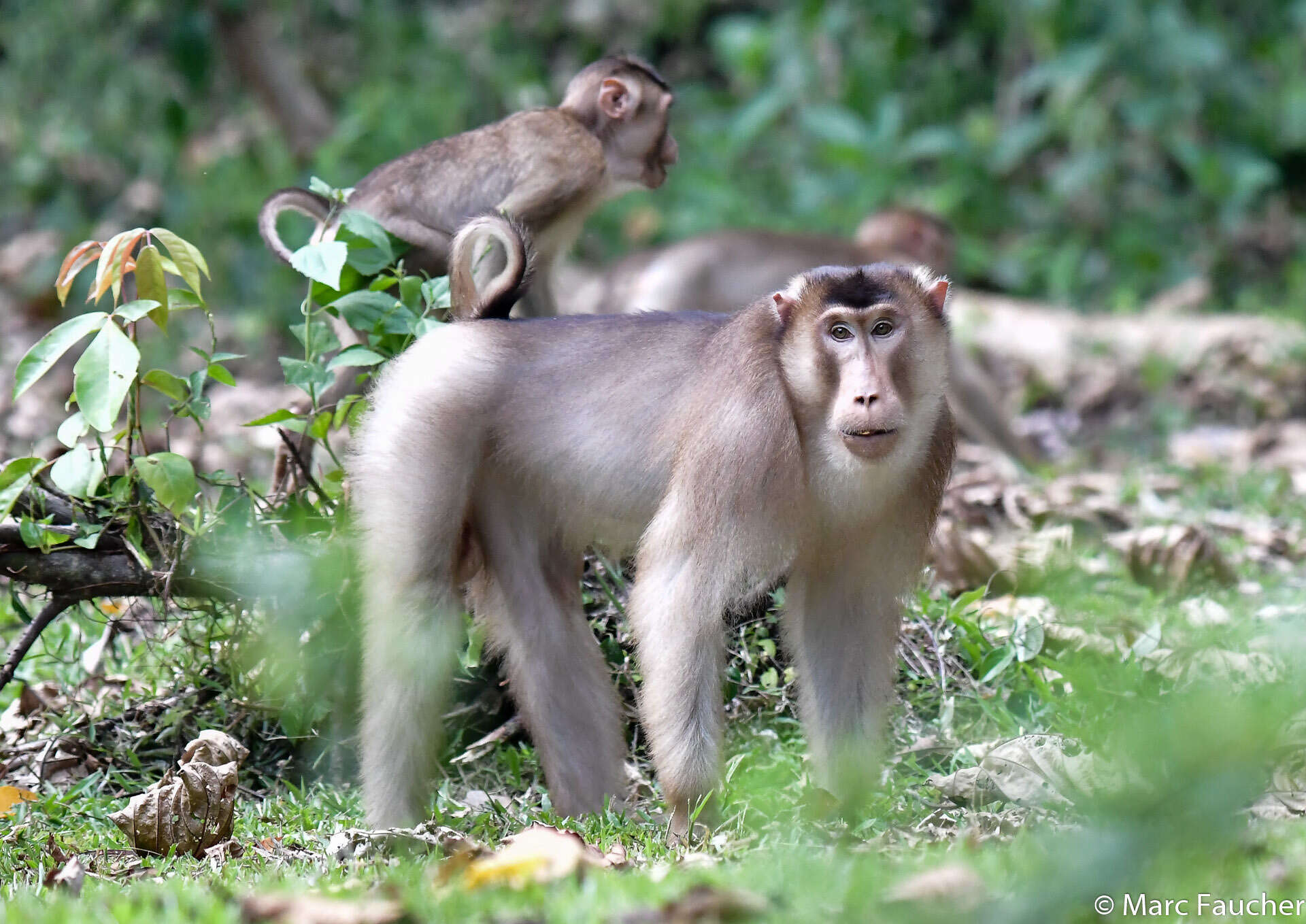 Image of Pig-Tail Macaque