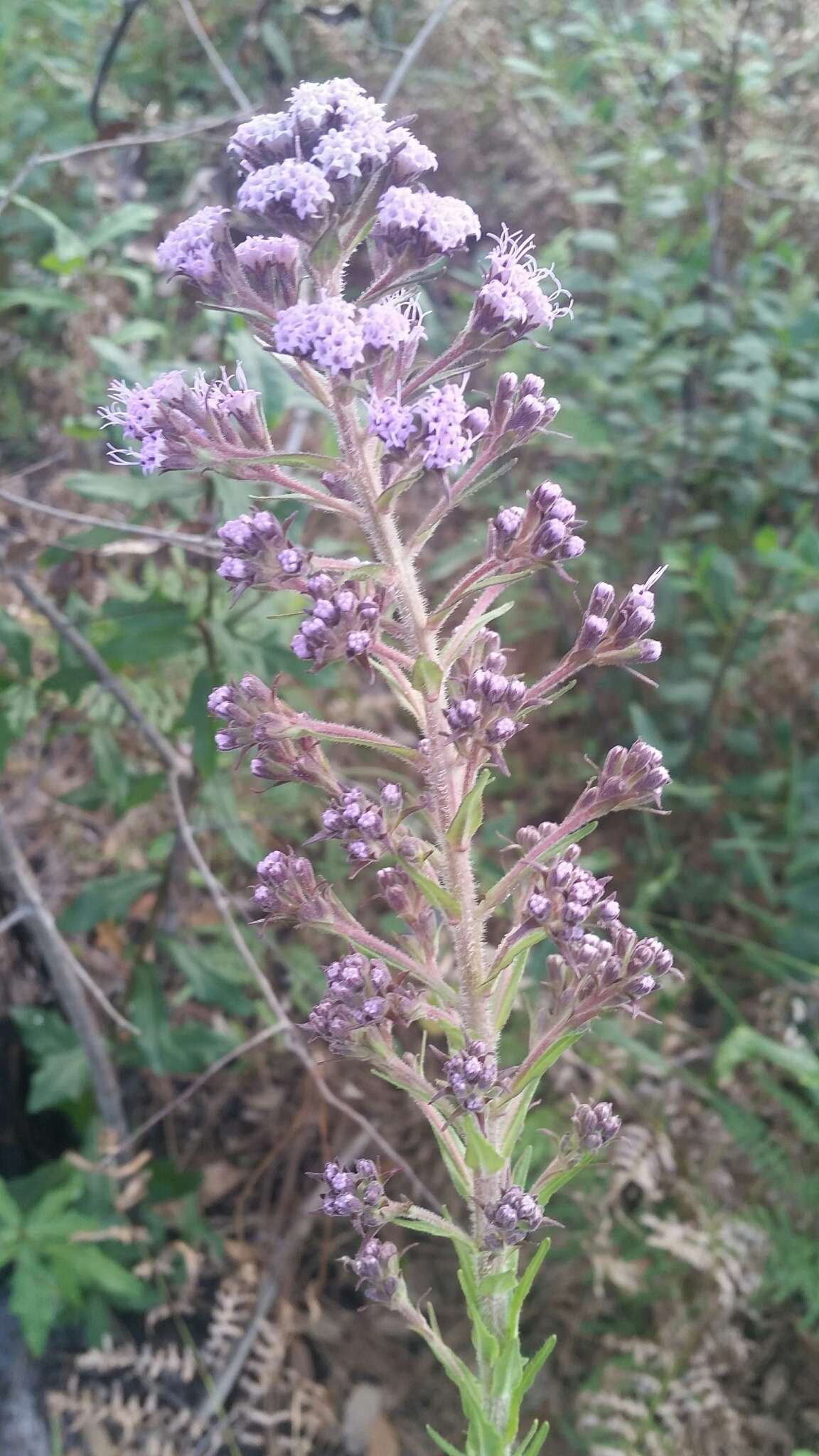 Image of Hairy Chaffhead