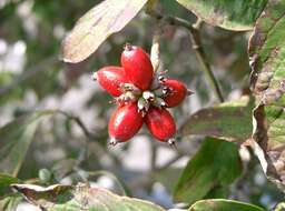 Image of flowering dogwood