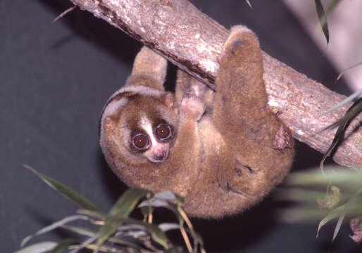 Image of lorises and pottos