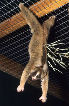 Image of lorises and pottos