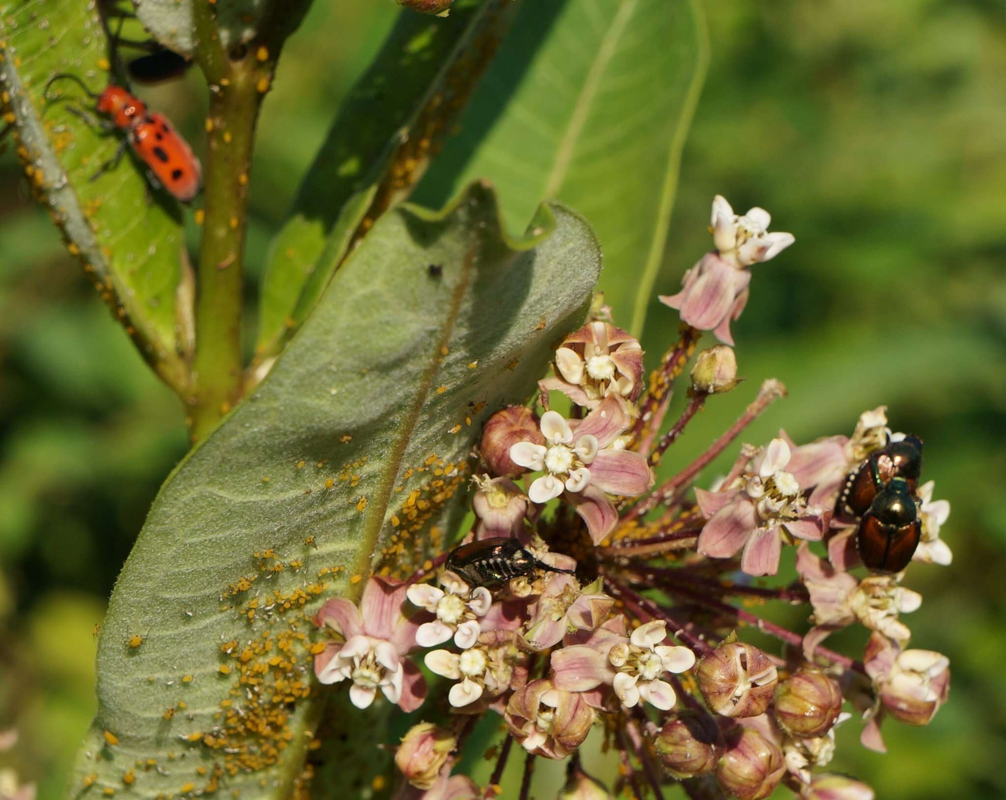 Image of Red Milkweed Beetle