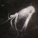 Image of Mesopodopsis slabberi (Van Beneden 1861)