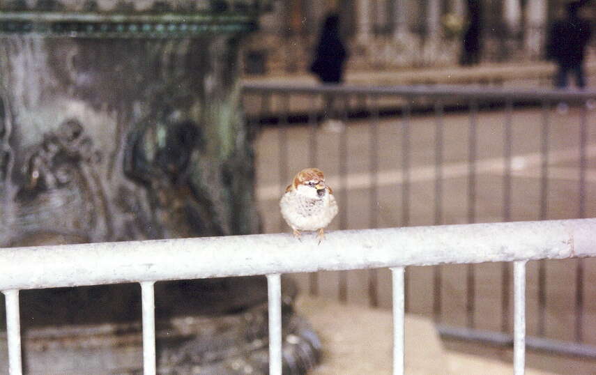 Image of Italian Sparrow