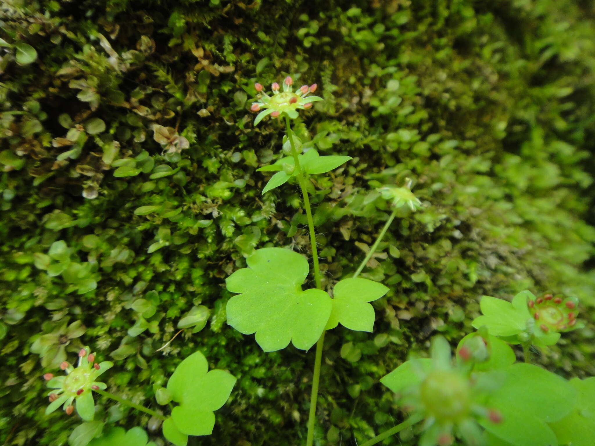 Image of Saxifraga paradoxa Sternb.