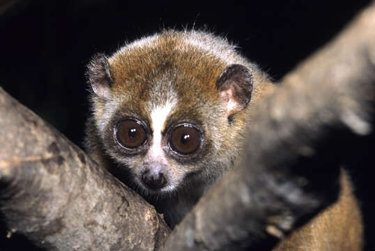 Image of Lesser Slow Loris